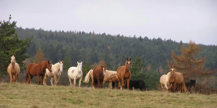 Stádo koní vám zajisté vykouzlí veselé jiskřičky v očích. 