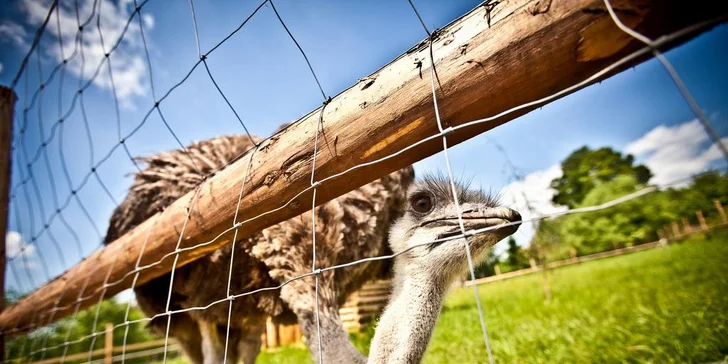 Mini Zoo