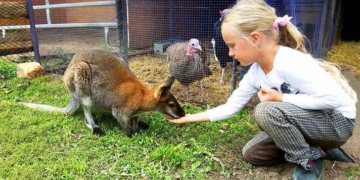 Navštivte velbloudy, lamy, vodního buvola a další zvířátka na Statku u Merlina