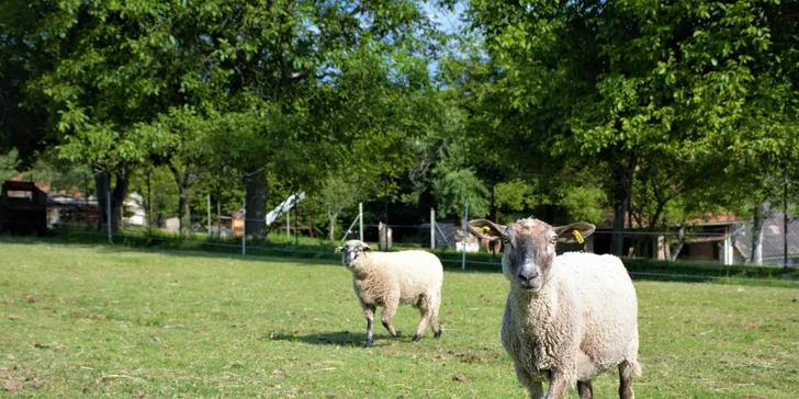 Na den farmářem: práce se zvířaty na den či dva pro dospělé i dítě