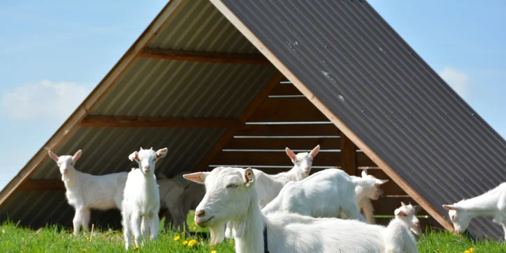 Na den farmářem: práce se zvířaty na den či dva pro dospělé i dítě