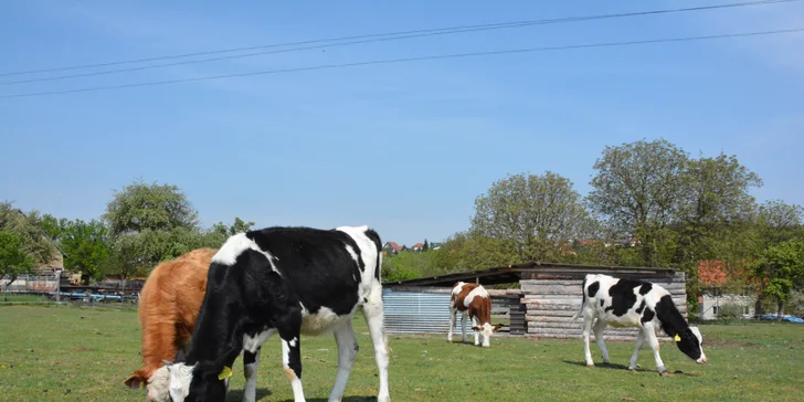 Na den farmářem: práce se zvířaty na den či dva pro dospělé i dítě