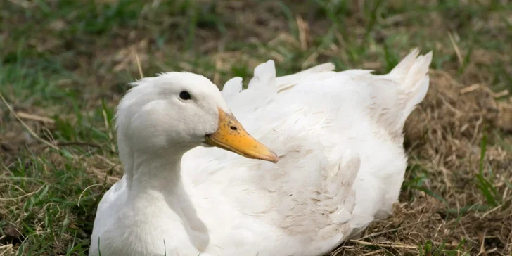 Na den farmářem: práce se zvířaty na den či dva pro dospělé i dítě