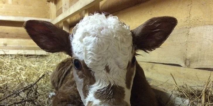 Na den farmářem: práce se zvířaty na den či dva pro dospělé i dítě