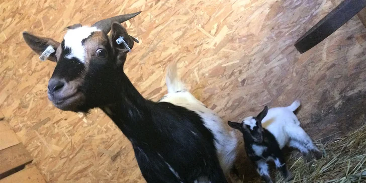 Na den farmářem: práce se zvířaty na den či dva pro dospělé i dítě