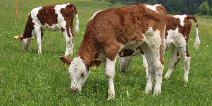 Pobyt na farmě se zvířaty na Broumovsku: polopenze z domácích surovin