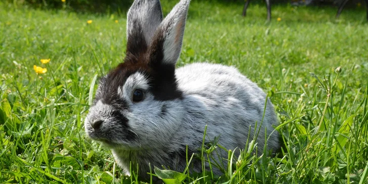 Na den farmářem: práce se zvířaty na den či dva pro dospělé i dítě