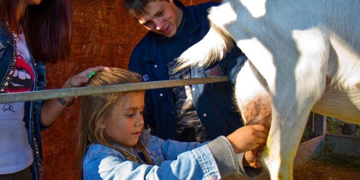 Na den farmářem: práce se zvířaty na den či dva pro dospělé i dítě