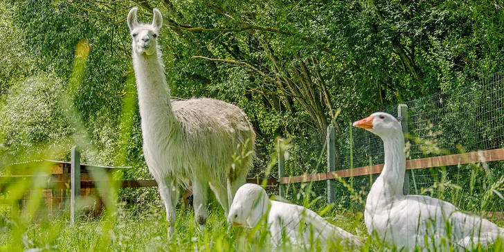 Báječný den pro celou rodinu: procházka s lamou a piknik i komentovaná prohlídka jedlého parku
