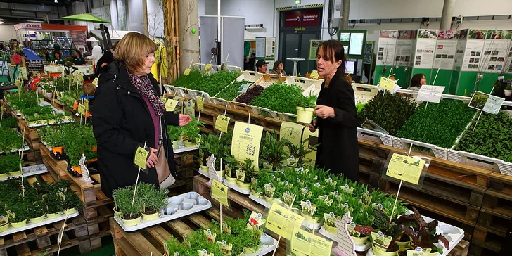 Drážďany: výstava orchidejí a prohlídka města nebo možnost nákupů