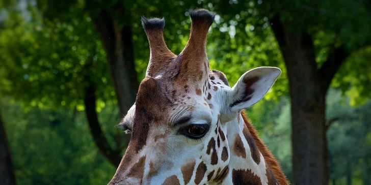 Za den fotografem: fotografické kurzy v pražské zoo, Liberci a Dvoře Králové