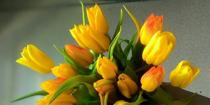 Voňavý barevný pugét holandských tulipánů s možností dopravy