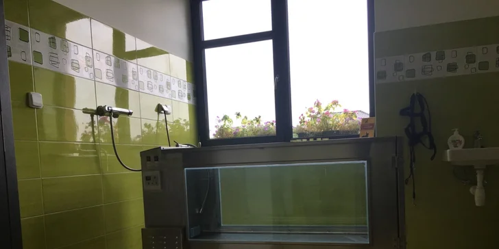 To nejlepší pro psí miláčky: wellness nebo kompletní péče vč. úpravy drápků
