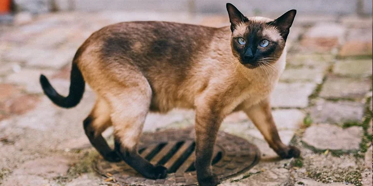 Vstupenky na výstavu koček pro dospělé i rodiny a kočičí kalendář 2019