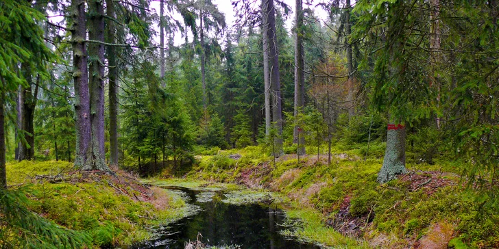 Ubytování ve srubových chatkách Bunč s wellness a polopenzí pro 2 i rodinu
