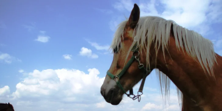 Tři pohodové dny na statku u Krušných hor s polopenzí a vyjížďkou na koni