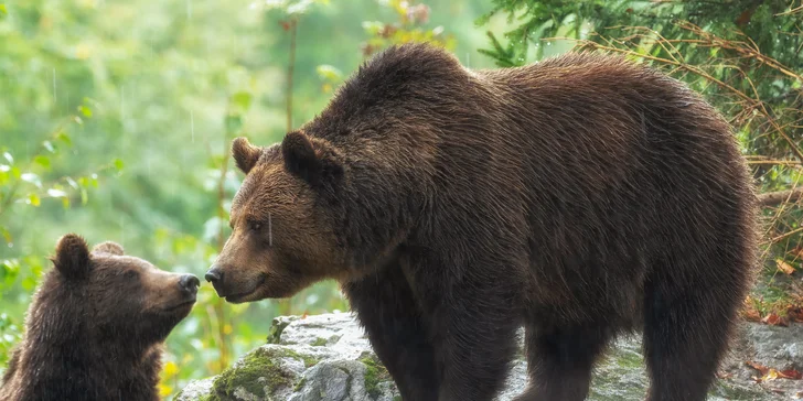 6hodinový fotografický kurz v českých zoo s profíkem Patrikem Staňkem