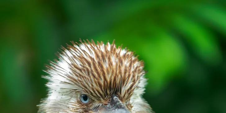 6hodinový fotografický kurz v českých zoo s profíkem Patrikem Staňkem