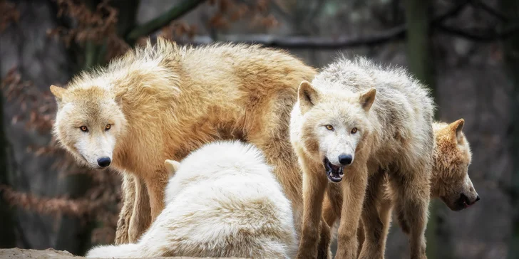 6hodinový fotografický kurz v českých zoo s profíkem Patrikem Staňkem