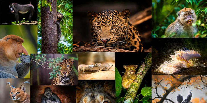 6hodinový fotografický kurz v českých zoo s profíkem Patrikem Staňkem