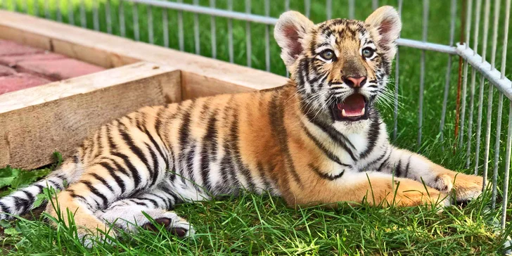 Wild Park Resort pod Tatrami: dokonalý pobyt se vstupem k expozicím zvířat