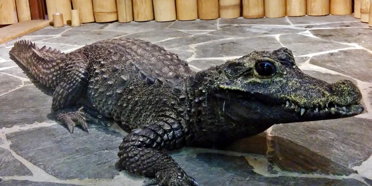 Vstupenka do Krokodýlí Zoo Praha: kajmani, krokodýli i aligátoři