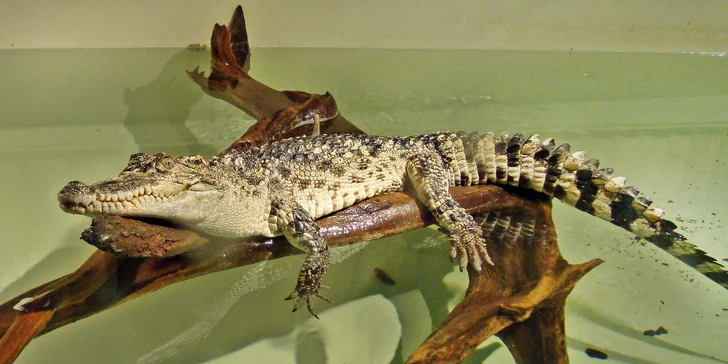Vstupenka do Krokodýlí Zoo Praha: kajmani, krokodýli i aligátoři