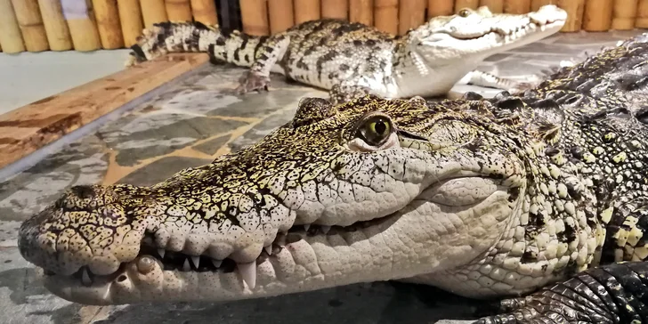 Vstupenka do Krokodýlí Zoo Praha: kajmani, krokodýli i aligátoři