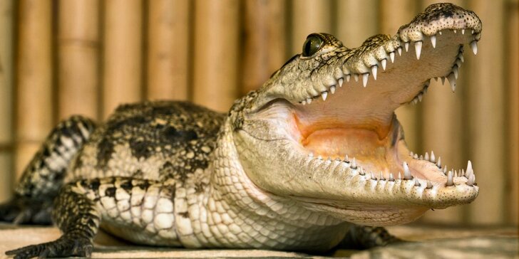 Nakrmte krokodýly: VIP vstupenka pro 1 či 2 osoby do Krokodýlí Zoo