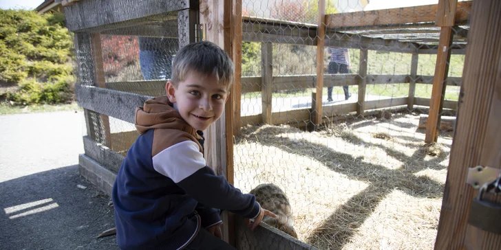 K hotelu patří i malá zoo se zajíčky, kůzlátky a kuřátky.