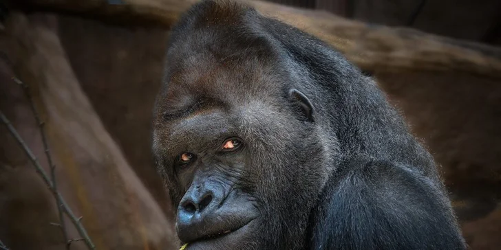 Za den fotografem: fotografické kurzy v pražské zoo, Liberci a Dvoře Králové