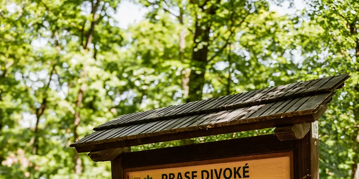 Tam pro vás badatel zanechal semínka vzácné masožravé rostliny Utriculari Gigantus Arcanum.