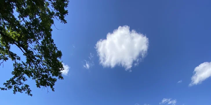 So sebou môžete zobrať aj psíka.