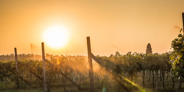 Pokochejte se místními vinicemi a okoštujte víno.