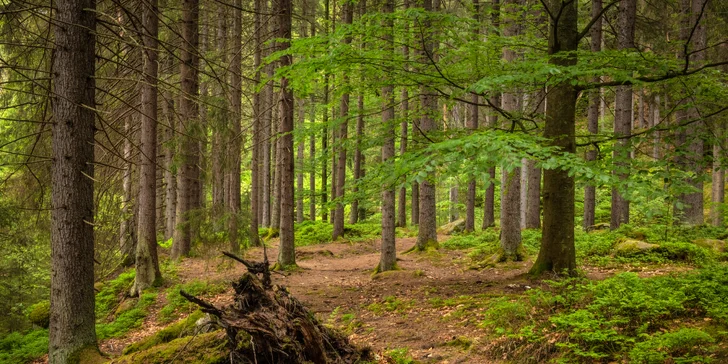 Zimní pohoda ve stylovém horském penzionu na Šumavě: polopenze a privátní wellness