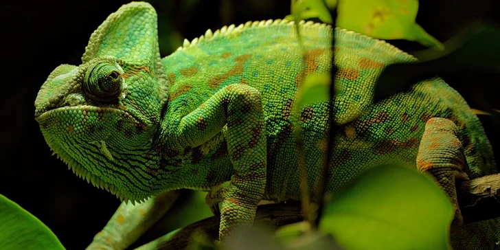 Za den fotografem: fotografické kurzy v pražské zoo nebo centru Prahy