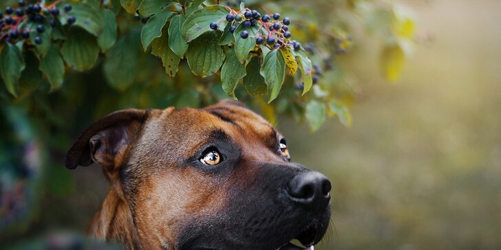 Fotografování psů v přírodě: 10 nebo 20 upravených fotek vašeho mazlíčka