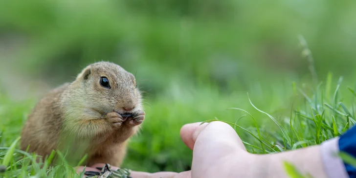 Zvedavé sysle návštevníkom jedia priamo z rúk a ochotne pózujú početným fotografom.