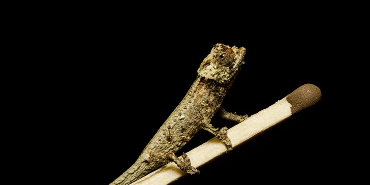 Celodenní vstup do Zooparku Zájezd: lemuři, chameleoni, surikaty i králíci