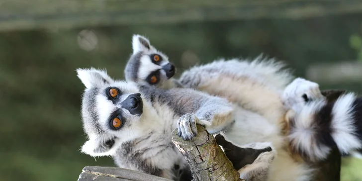 Celodenní vstup do Zooparku Zájezd: lemuři, chameleoni, surikaty i králíci