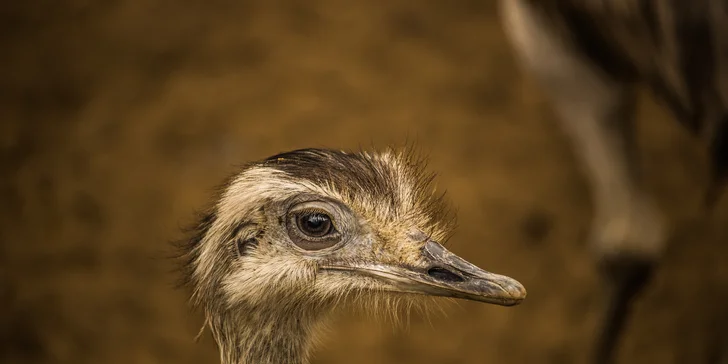 Jednodenní fotokurz v zoo: Olomouc, Brno, Vyškov, Hodonín či Ostrava