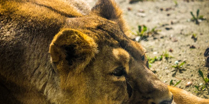 Jednodenní fotokurz v zoo: Olomouc, Brno, Vyškov, Hodonín či Ostrava