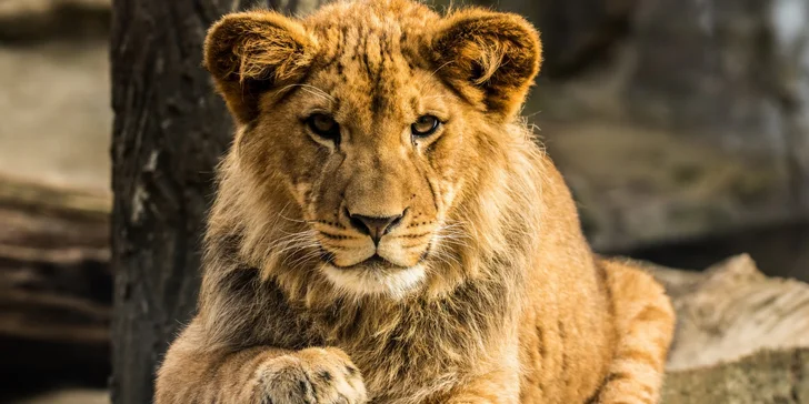 Jednodenní fotokurz v zoo Olomouc nebo Zlín: teoretická i praktická část