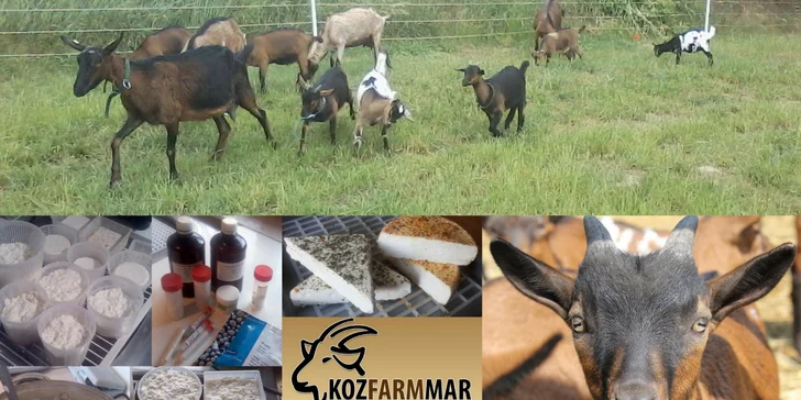 Vyrobte si vlastní sýr nebo jogurt: Kurzy výroby sýrů a mléčných výrobků