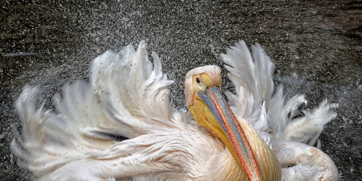 Za den fotografem: fotografické kurzy v pražské zoo nebo centru Prahy