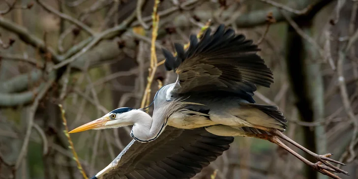 Za den fotografem: fotografické kurzy v pražské zoo nebo centru Prahy