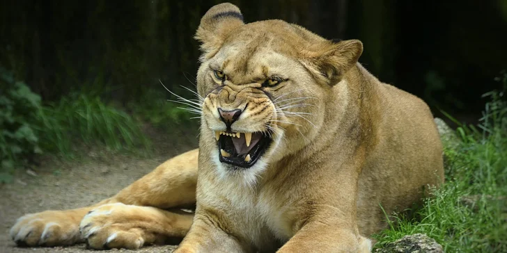 Za den fotografem: fotografické kurzy v pražské zoo, Liberci a Dvoře Králové