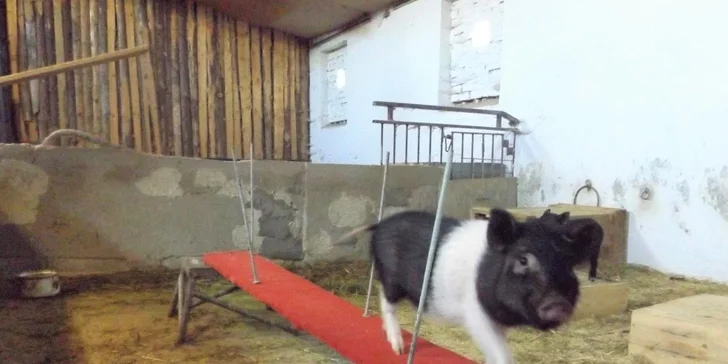 Víkendové komentované vystoupení se zvířátky a prohlídka parku
