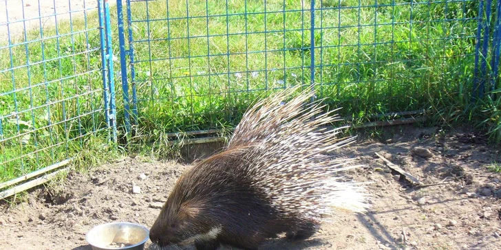 Víkendové komentované vystoupení se zvířátky a prohlídka parku
