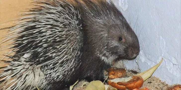 Víkendové komentované vystoupení se zvířátky a prohlídka parku